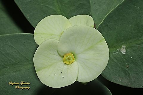 Kaktus Pakis Giwang, Euphorbia milii  Crown-of-Thorns,Euphorbia milii,Geotagged,Indonesia,Winter
