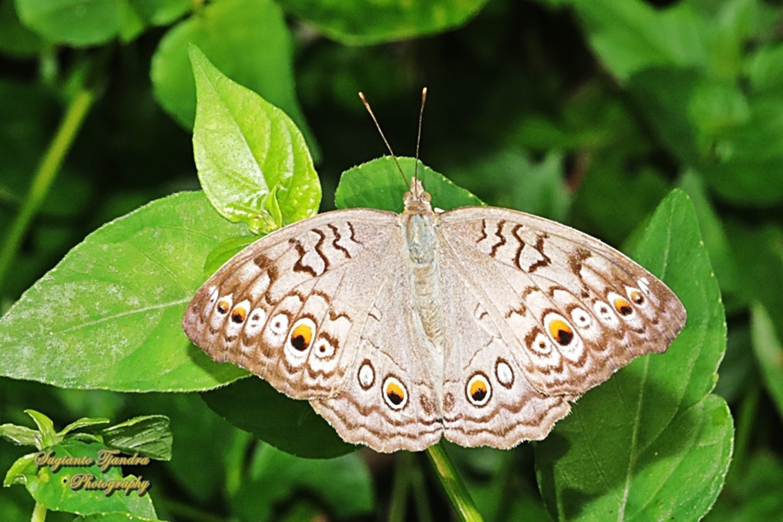 Grey Pansy Butterfly, Junonia atlites  Geotagged,Gray pansy,Indonesia,Junonia atlites,Winter