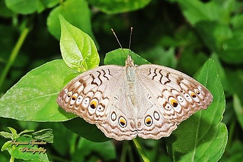 Grey Pansy Butterfly, Junonia atlites  Geotagged,Gray pansy,Indonesia,Junonia atlites,Winter
