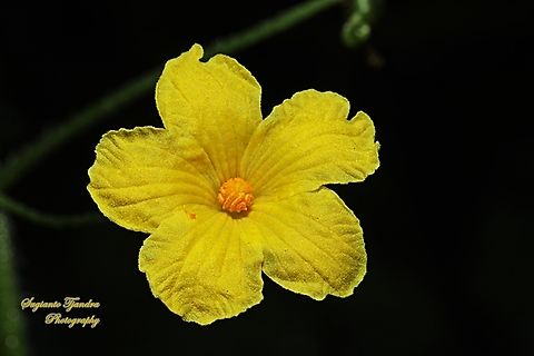 Pare/Bitter gourd flower, Momordica charantia,  family Cucurbitaceae  Bitter Melon,Geotagged,Indonesia,Momordica charantia,Winter