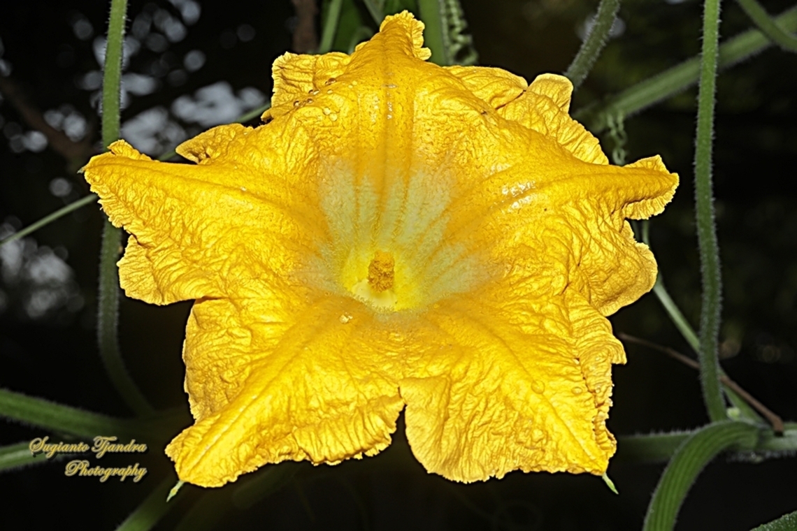 Pumpkin flower, Cucurbita moschata  Cucurbita moschata,Geotagged,Indonesia,Squash or Pumpkin,Winter