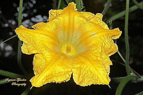 Pumpkin flower, Cucurbita moschata  Cucurbita moschata,Geotagged,Indonesia,Squash or Pumpkin,Winter
