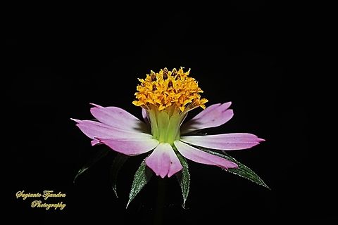 Bunga Kenikir Ungu, Cosmos caudatus  Cosmos caudatus,Geotagged,Indonesia,Kenikir,Winter