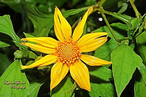 Bunga Kipahit, Mexican Sunflower,Tithonia diversifolia  Geotagged,Indonesia,Mexican Sunflower,Tithonia diversifolia,Winter