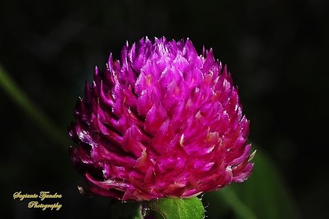 Globe Amaranth (Gomphrena globosa)  Geotagged,Globe amaranth,Gomphrena globosa,Indonesia,Winter