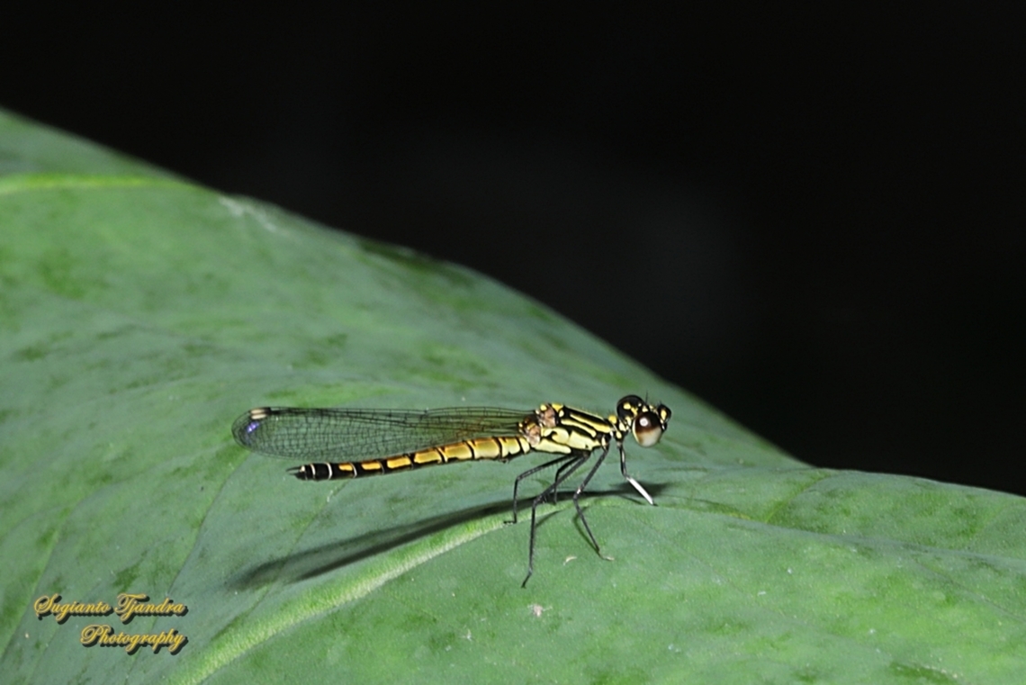 Capung-Batu Kuning, Libellago lineata  Geotagged,Indonesia,Libellago lineata,River Heliodor,Winter