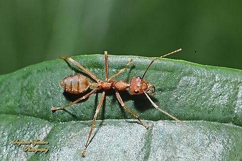 Rangrang Ant, Oecophylla smaragdina  Asian Weaver Ant,Geotagged,Indonesia,Oecophylla smaragdina,Winter