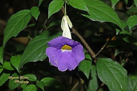 Bush Clockvine, Thunbergia erecta, family Acanthaceae  Bush clock vine,Geotagged,Indonesia,Thunbergia erecta,Winter