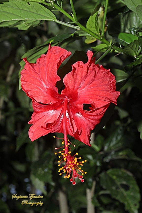 Kembang Sepatu flower, Hibiscus rosa-sinensis  Chinese hibiscus,Geotagged,Hibiscus rosa-sinensis,Indonesia,Winter