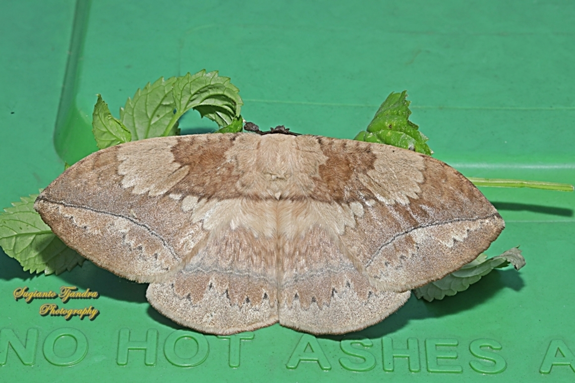 Moth, Sphingognatha asclepiades  Eupterote asclepiades,Geotagged,Indonesia,Winter