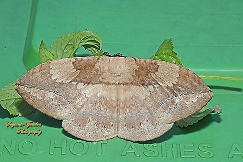 Moth, Sphingognatha asclepiades  Eupterote asclepiades,Geotagged,Indonesia,Winter