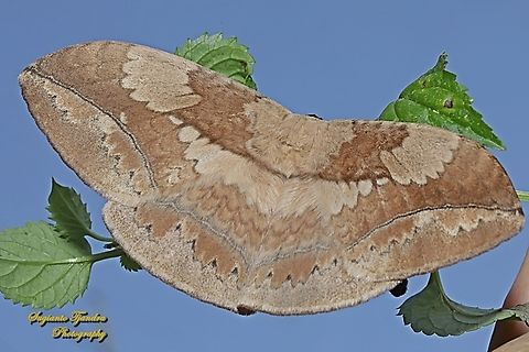 Moth, Sphingognatha asclepiades  Eupterote asclepiades,Geotagged,Indonesia,Winter