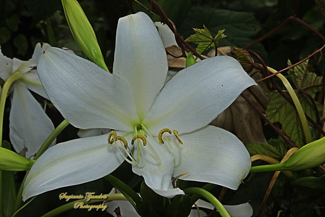 Rattrayii Crinum, Crinum jagus  Crinum jagus,Geotagged,Indonesia,Rattrayii Crinum,Winter