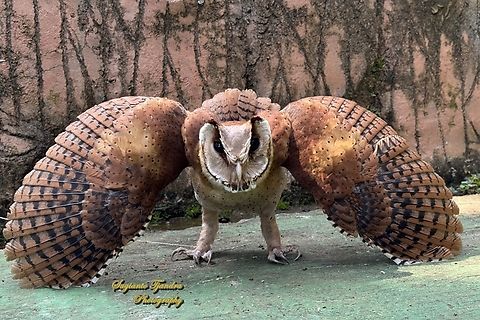 Oriental Bay Owl, Phodilus badius  Geotagged,Indonesia,Oriental bay owl,Phodilus badius,Winter