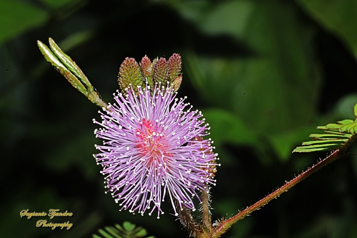 Putri Malu / Sensitive plant flower, Mimosa pudica  Geotagged,Indonesia,Mimosa pudica,Sensitive Plant,Winter