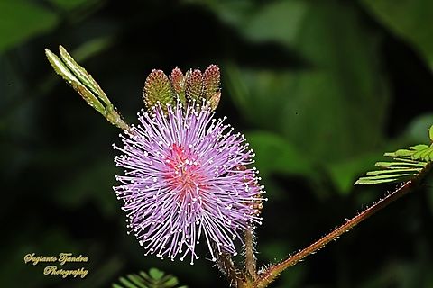 Putri Malu / Sensitive plant flower, Mimosa pudica  Geotagged,Indonesia,Mimosa pudica,Sensitive Plant,Winter