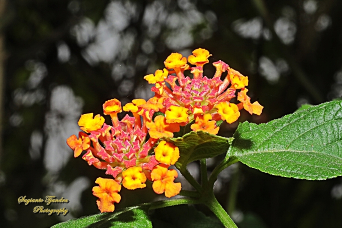 Tembelekan / Bush Lantana, Lantana camara  Common Lantana,Geotagged,Indonesia,Lantana camara,Winter