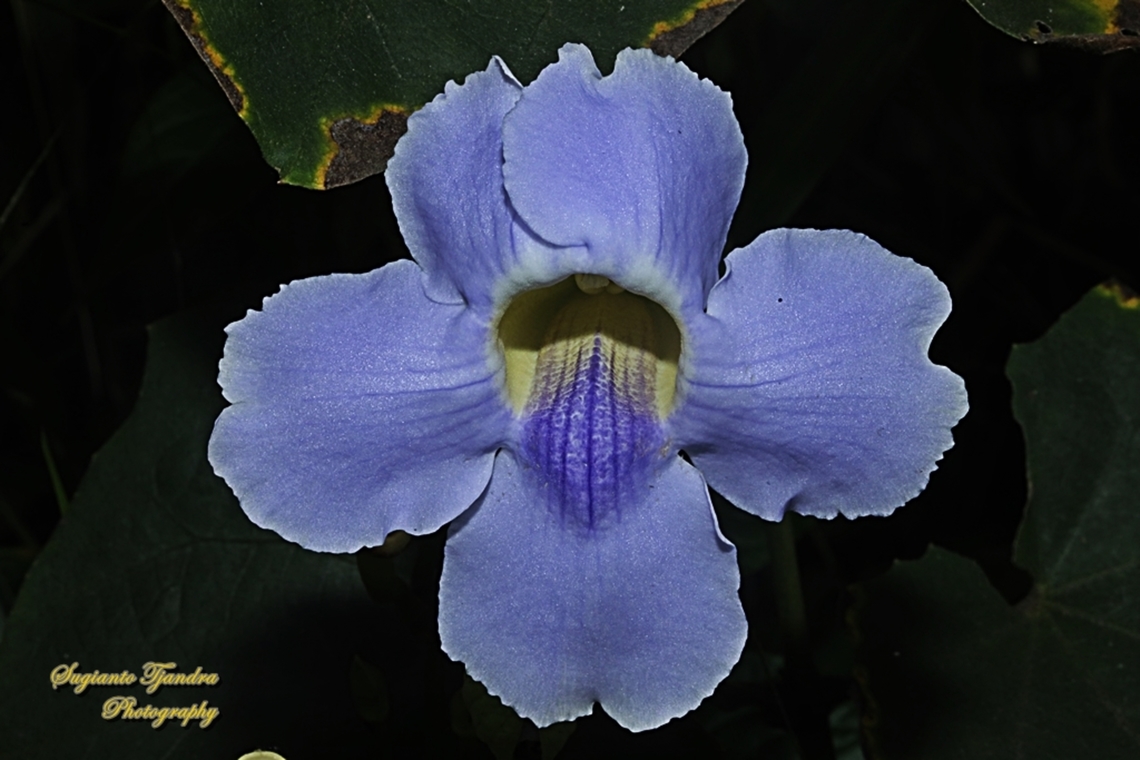 Blue Sky flower/Bengal Trumpet,Thunbergia grandiflora  Bengal clockvine,Geotagged,Indonesia,Thunbergia grandiflora,Winter