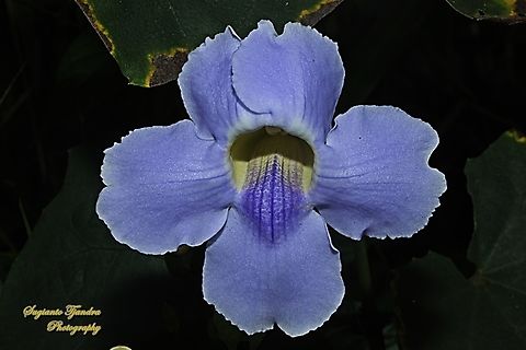 Blue Sky flower/Bengal Trumpet,Thunbergia grandiflora  Bengal clockvine,Geotagged,Indonesia,Thunbergia grandiflora,Winter