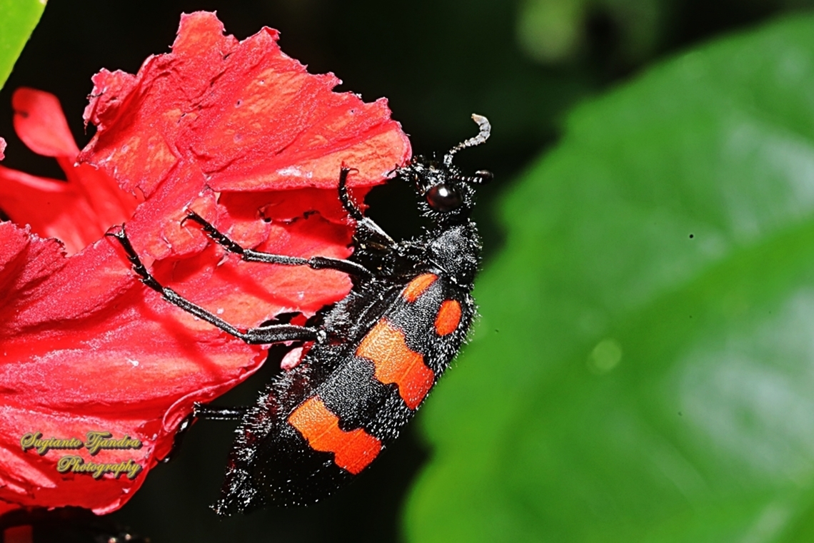 Blister Beetle, Hycleus biundulatus, family Meloidae  Geotagged,Hycleus biundulatus,Indonesia,Winter
