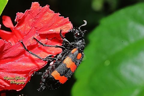 Blister Beetle, Hycleus biundulatus, family Meloidae  Geotagged,Hycleus biundulatus,Indonesia,Winter