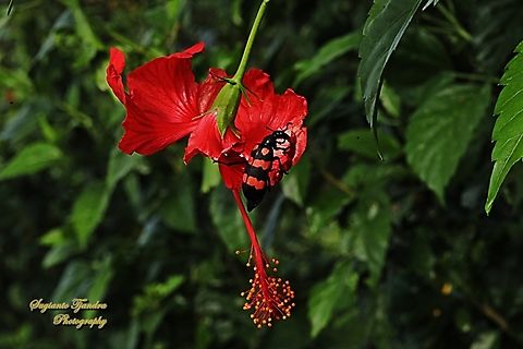 Blister Beetle, Hycleus biundulatus, family Meloidae  Geotagged,Hycleus biundulatus,Indonesia,Winter