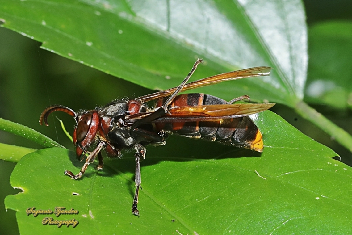 Yellow-vented potter wasp (hornet), Vespa Analis  Geotagged,Indonesia,Vespa analis,Winter,Yellow-vented hornet