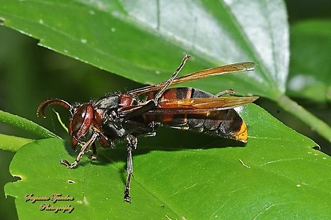 Yellow-vented potter wasp (hornet), Vespa Analis  Geotagged,Indonesia,Vespa analis,Winter,Yellow-vented hornet