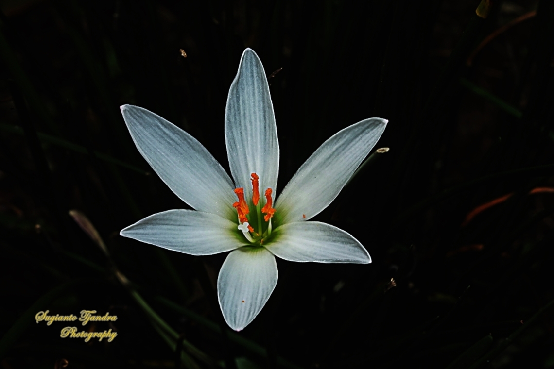 White Rain-Lily, Zephyranthes candida  Geotagged,Indonesia,White Rain-Lily,Winter,Zephyranthes candida