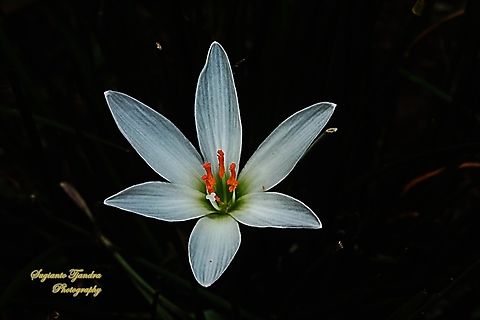 White Rain-Lily, Zephyranthes candida  Geotagged,Indonesia,White Rain-Lily,Winter,Zephyranthes candida