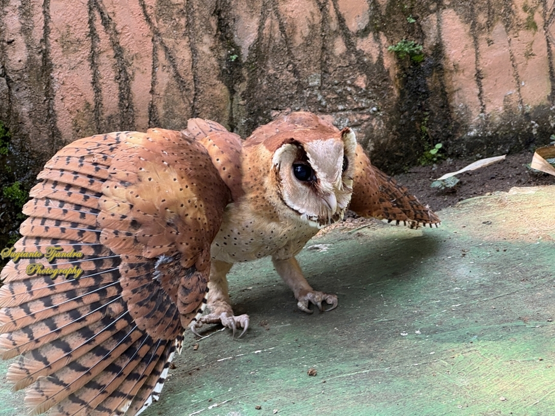 Oriental Bay Owl, Phodilus badius  Geotagged,Indonesia,Oriental Bay Owl,Phodilus badius,Winter