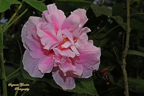 Pink Confederate Rose Flower, Hibiscus Mutabilis  Confederate rose,Geotagged,Hibiscus mutabilis,Indonesia,Winter