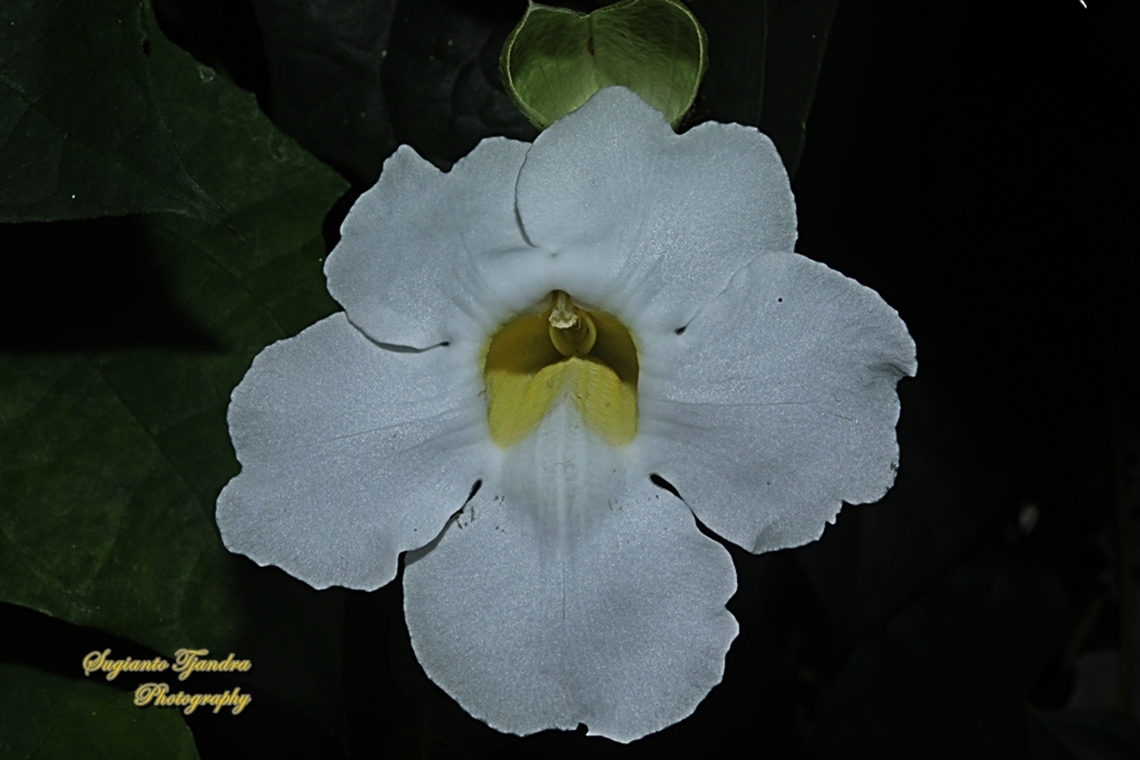 Thunbergia grandiflora var. alba  Bengal Clockvine,Geotagged,Indonesia,Thunbergia grandiflora,Winter