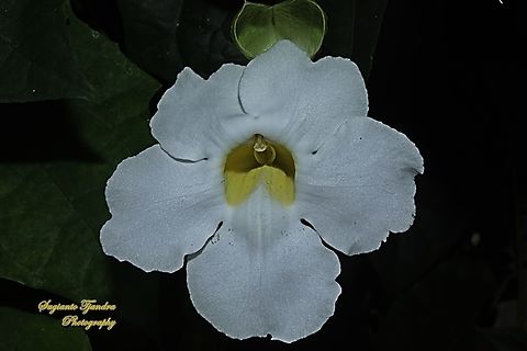 Thunbergia grandiflora var. alba  Bengal Clockvine,Geotagged,Indonesia,Thunbergia grandiflora,Winter