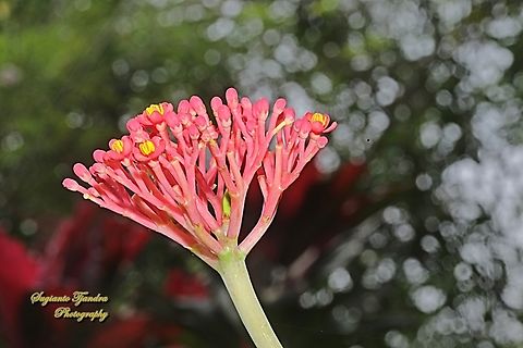 Jarak Tintir, Coral Bush, Jatropha multifida, family Euphorbiaceae  Coralbush,Geotagged,Indonesia,Jatropha multifida,Winter