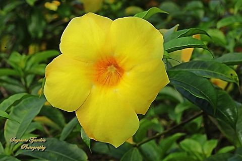 Alamanda flower,  Allamanda cathartica  Allamanda cathartica,Geotagged,Golden Trumpet,Indonesia,Winter