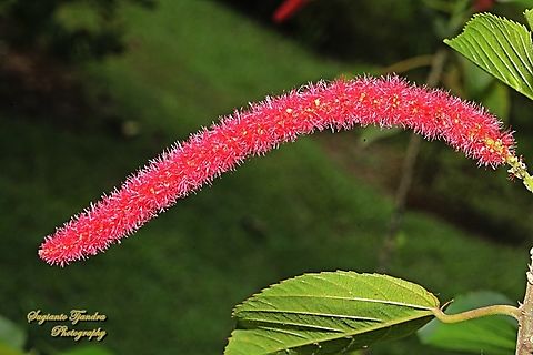 Ekor Kucing, Acalypha hispida  Acalypha hispida,Chenille Plant,Geotagged,Indonesia,Winter