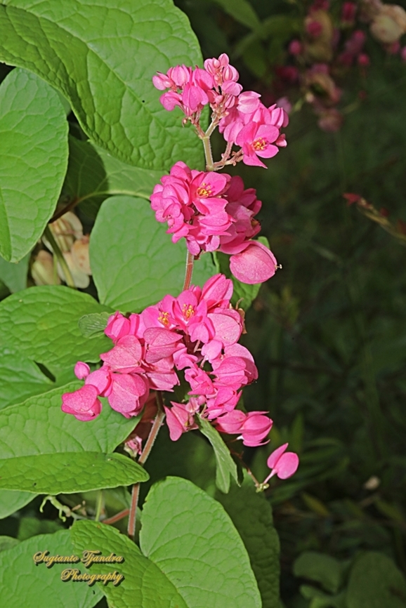 Air Mata Pengantin, Antigonon leptopus  Antigonon leptopus,Coral Bells,Geotagged,Indonesia,Winter