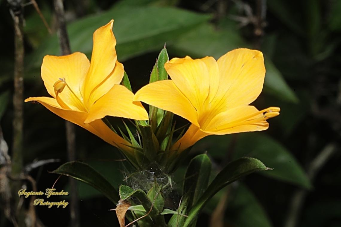 Landep, Barleria prionitis)  Barleria prionitis,Geotagged,Indonesia,Winter