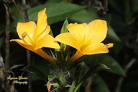 Landep, Barleria prionitis)  Barleria prionitis,Geotagged,Indonesia,Winter