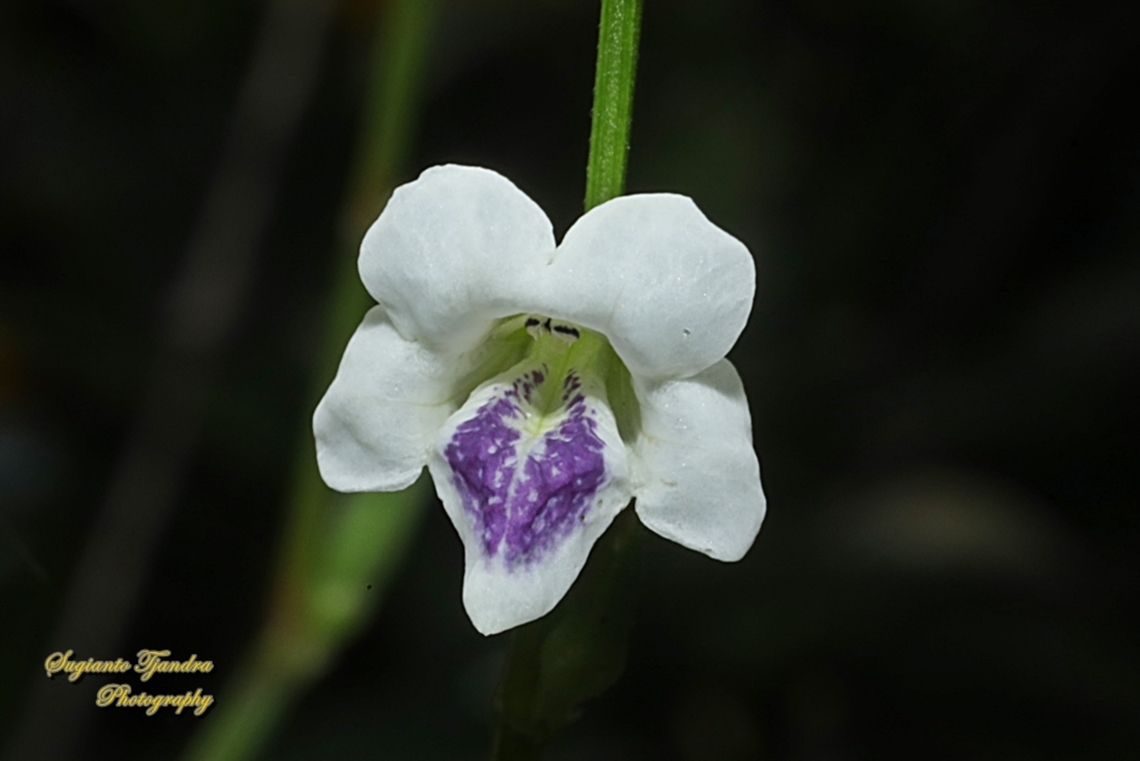 African Coromandel, Asystasia intrusa  African coromandel,Asystasia intrusa,Geotagged,Indonesia,Winter