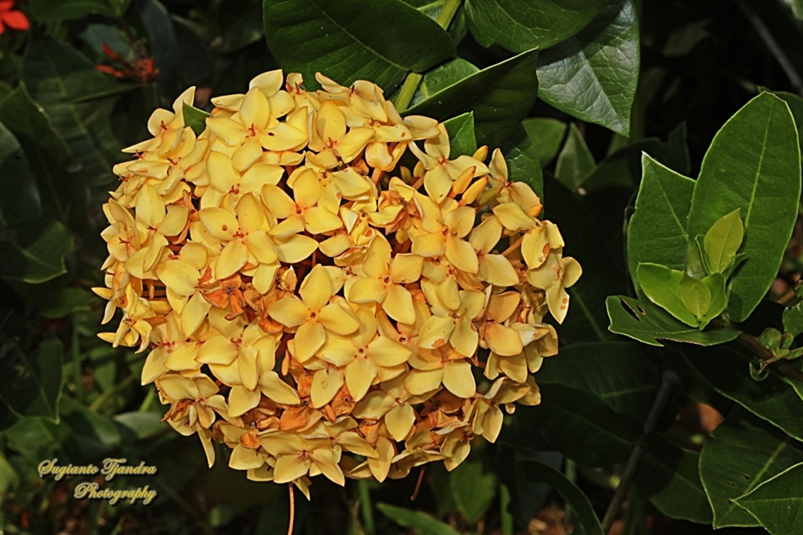 Jungle Flame, Ixora coccinea  Geotagged,Indonesia,Ixora coccinea,Jungle Flame,Winter