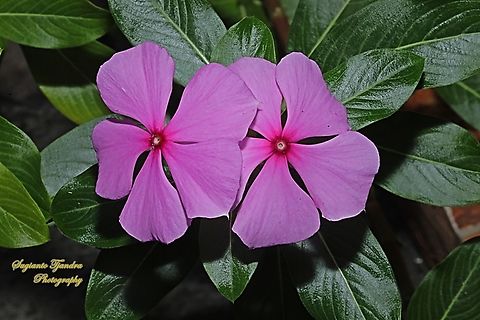Tapak Dara, Catharanthus roseus  Catharanthus roseus,Geotagged,Indonesia,Madagascar rosy periwinkle,Winter