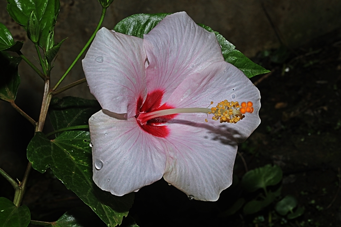 Kembang Sepatu, Hibiscus rosa-sinensis)  Chinese hibiscus,Geotagged,Hibiscus rosa-sinensis,Indonesia,Winter