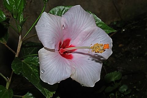 Kembang Sepatu, Hibiscus rosa-sinensis)  Chinese hibiscus,Geotagged,Hibiscus rosa-sinensis,Indonesia,Winter