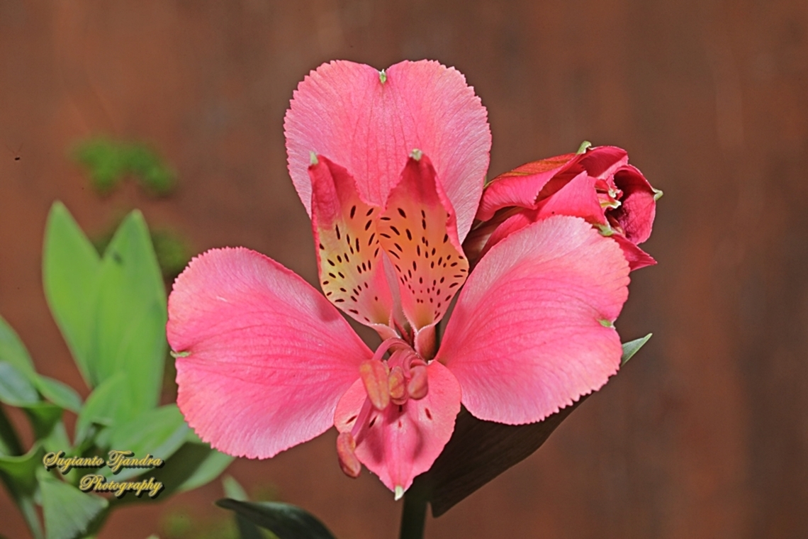 Peruvian Lily, Alstroemeria aurea  Alstroemeria aurea,Geotagged,Indonesia,Peruvian Lily,Winter