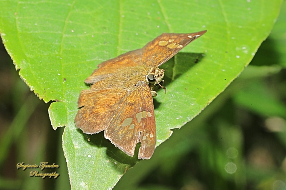The Fulvous Pied Flat Butterfly, Pseudocoladenia dan eacus (family Hesperiidae)  Fulvous Pied Flat,Geotagged,Indonesia,Pseudocoladenia dan,Winter