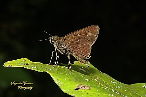 Paintbrush Swift, Baoris farri  Baoris farri,Geotagged,Indonesia,Paintbrush Swift,Winter