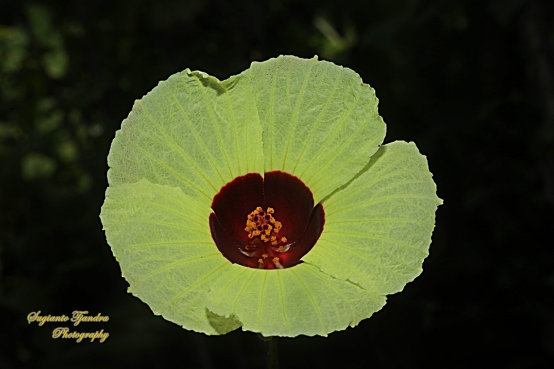 Bush Sorrel, Hibiscus surattensis  Geotagged,Hibiscus surattensis,Indonesia,Winter