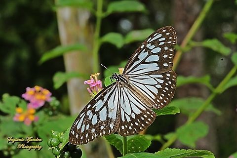Blue Glassy Tiger Butterfly, Ideopsis vulgaris - Upper side  Blue Glassy Tiger,Geotagged,Ideopsis vulgaris,Indonesia,Winter
